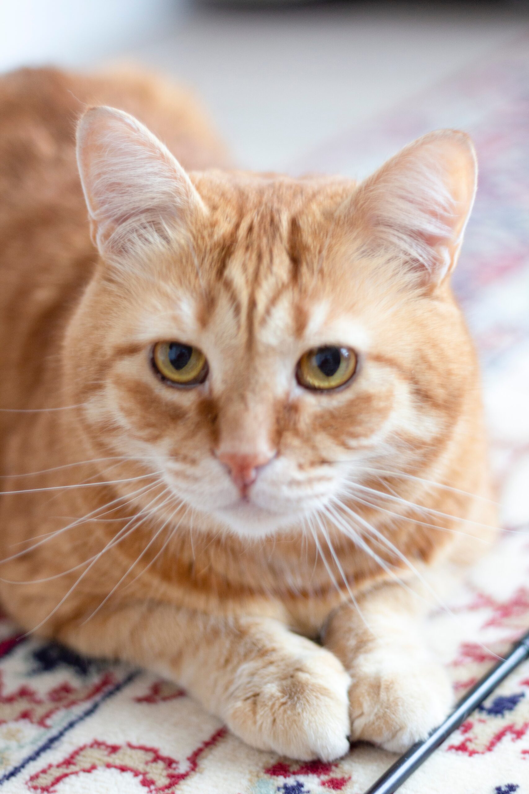 Angespannte Katze mit großen Pupillen