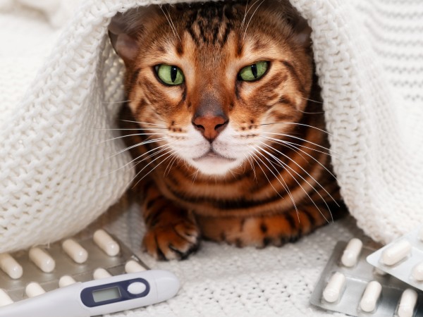 Krankenversicherung für Katzen