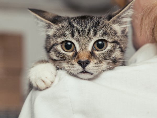 OP-Versicherung für Katzen: