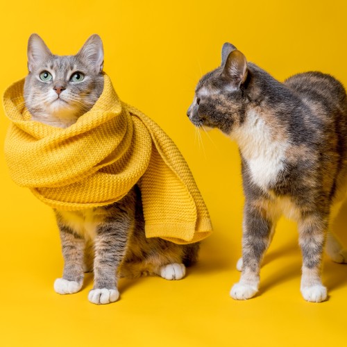 Zwei lustige Katzen, eine mit einem gestrickten Schal, die andere schaut ihren Freund fragend und verwirrt an. Isoliert, auf gelbem Hintergrund.